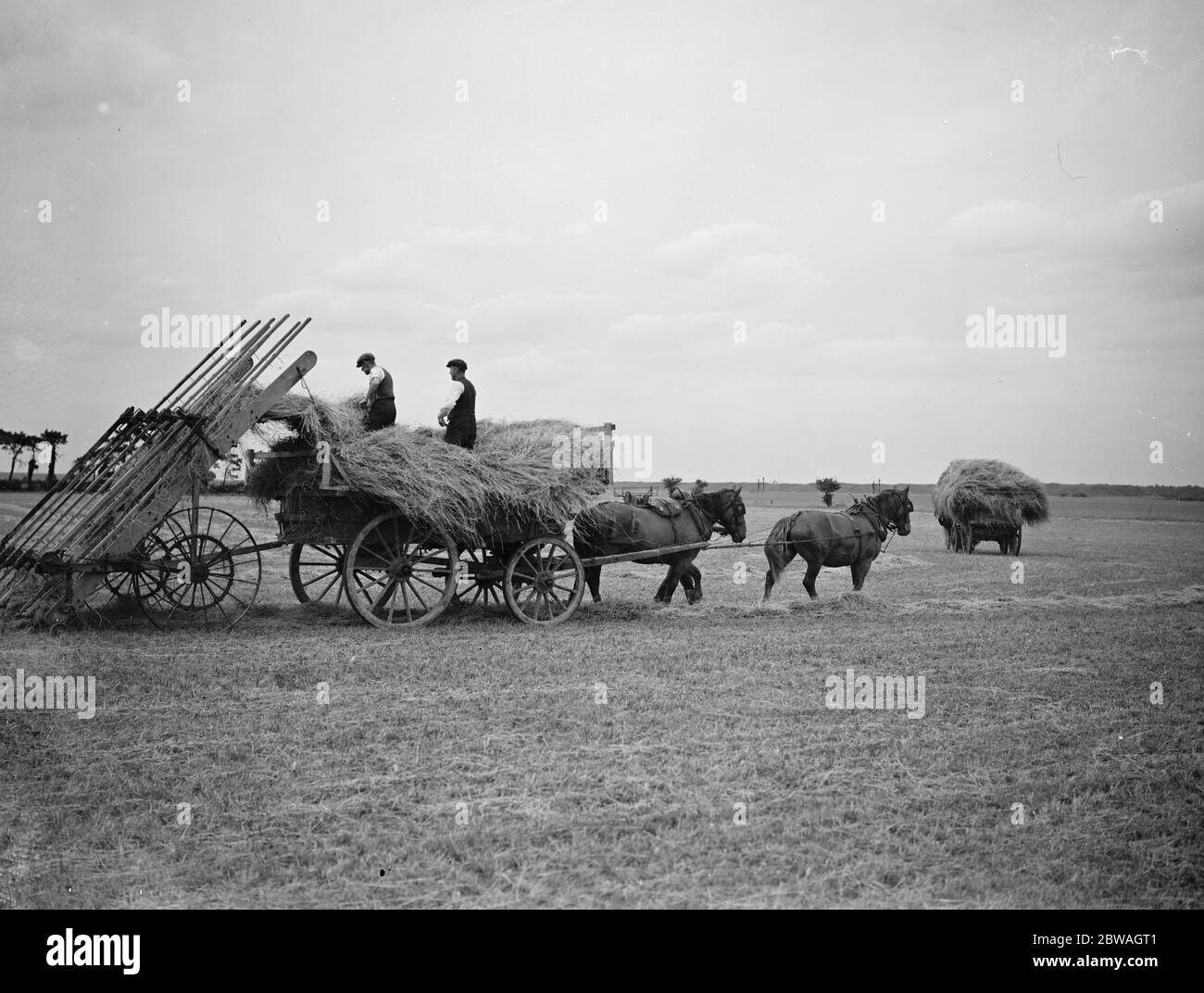 Fabrication de foin sur Newmarket Heath , Suffolk . 4 juin 1938 Banque D'Images