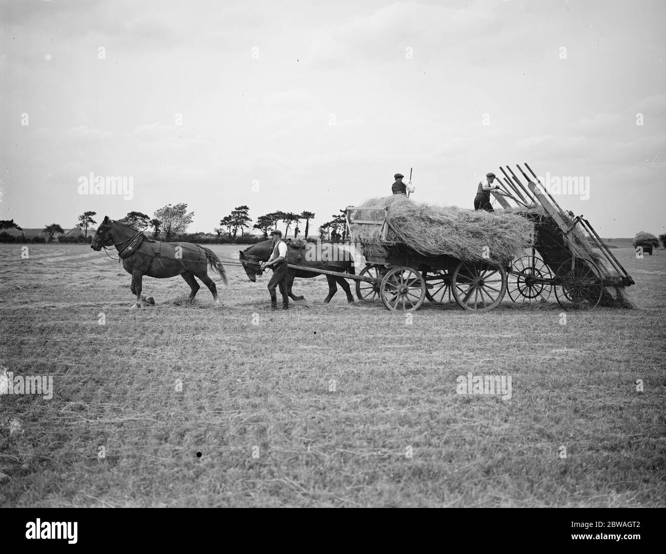 Fabrication de foin sur Newmarket Heath , Suffolk . 4 juin 1938 Banque D'Images