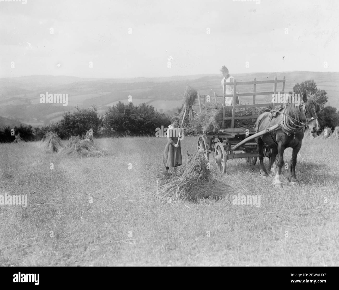 Temps de récolte dans les champs près de Tiverton , Devon . Filles chargement d'un chariot . 1919 Banque D'Images