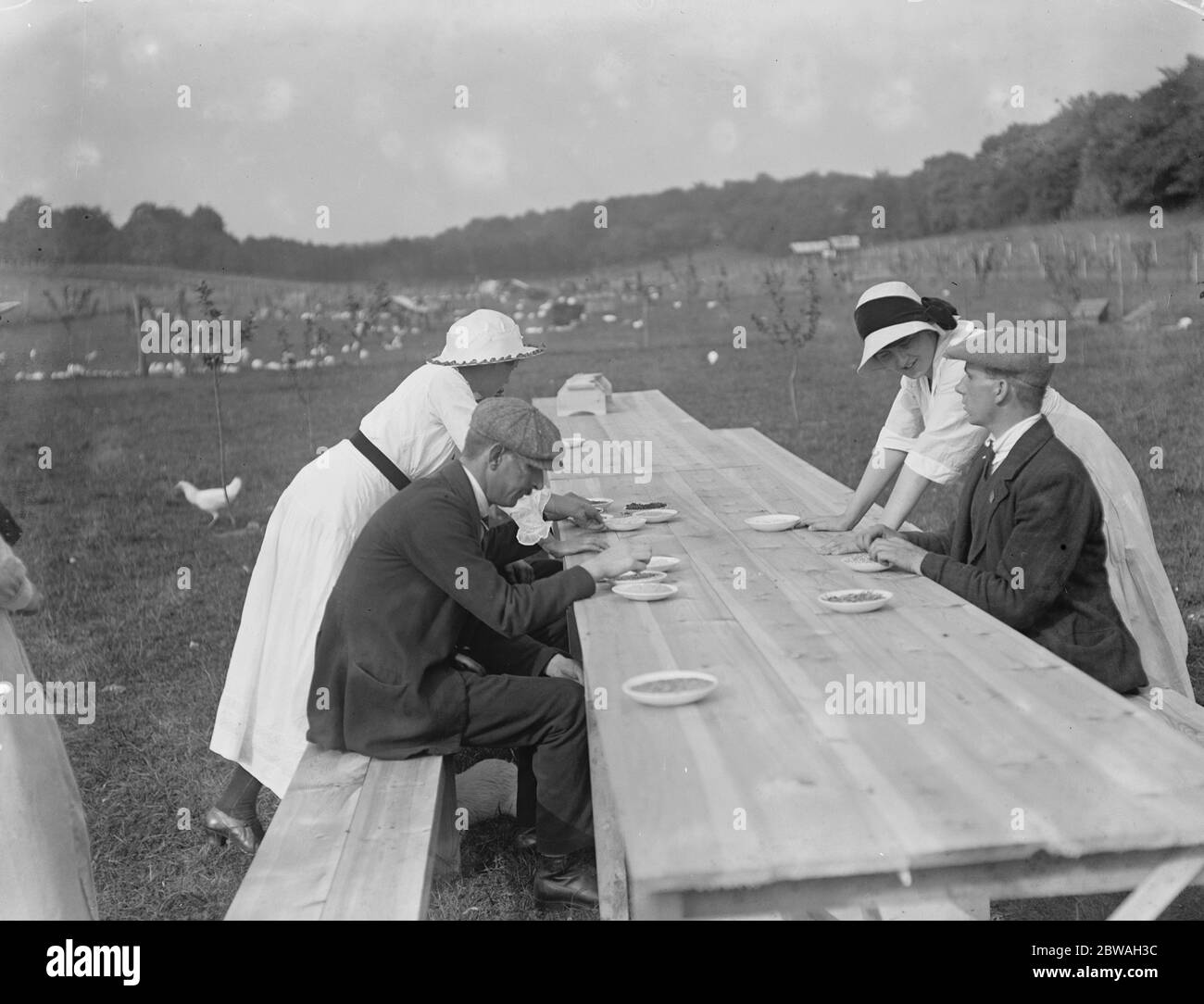 Élevage de volaille pour les soldats et marins aveuglés à Fowham , Kent . Apprendre les différents types de nourriture par contact Banque D'Images