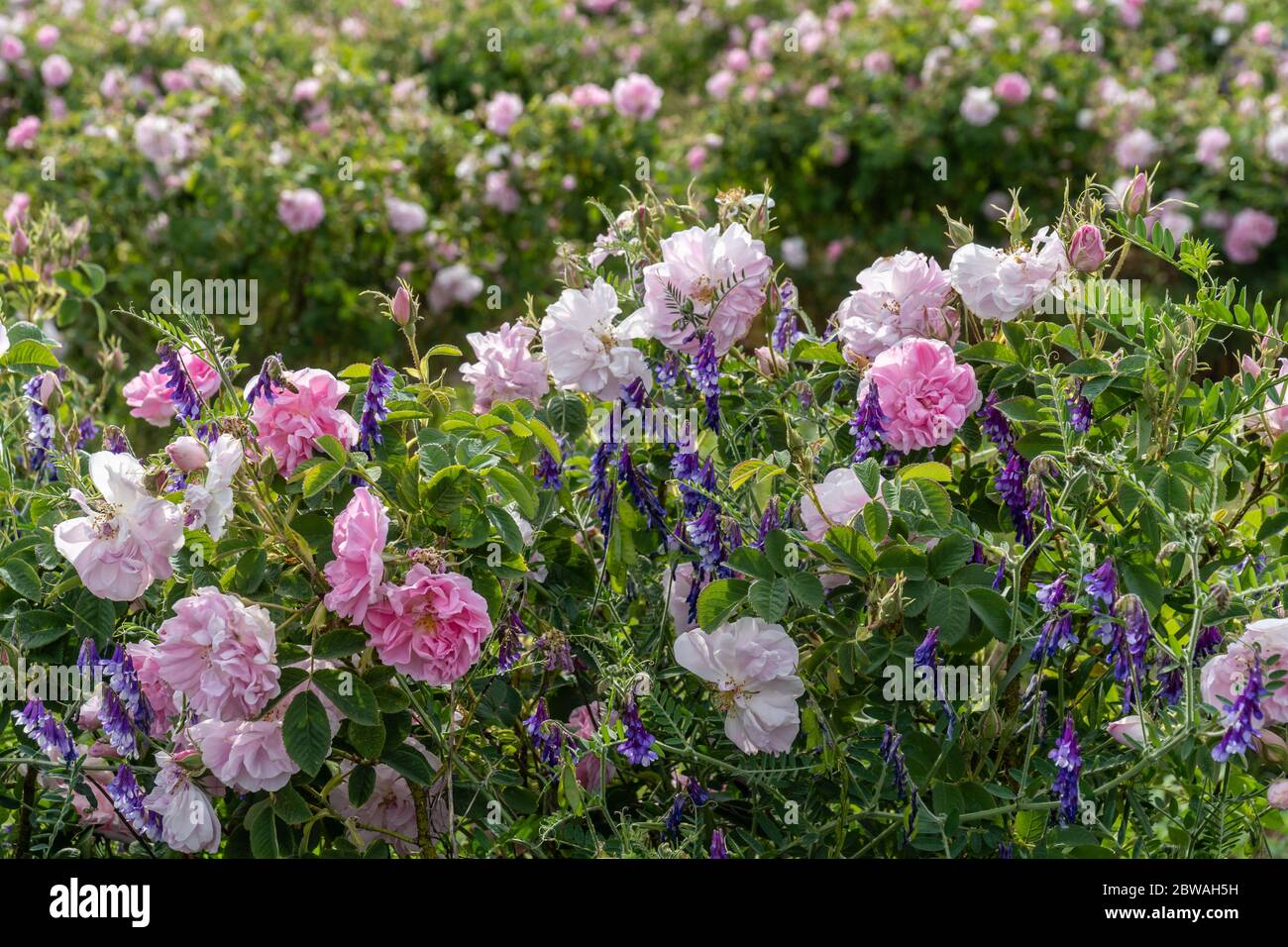 Rose et lavande - deux symboles de l'agriculture bulgare qui se développe l'un à côté de l'autre dans un jardin Banque D'Images