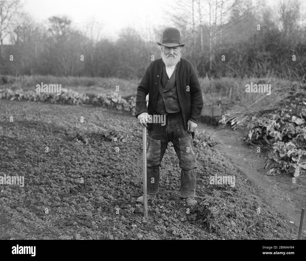 Un exemple pour les travailleurs d'allotement M. Robert James , qui a 97 ans , continue de travailler la plupart du temps sur une parcelle de terrain qui y sert de chalet à Uffculme , Devon, le 9 mars 1918 Banque D'Images