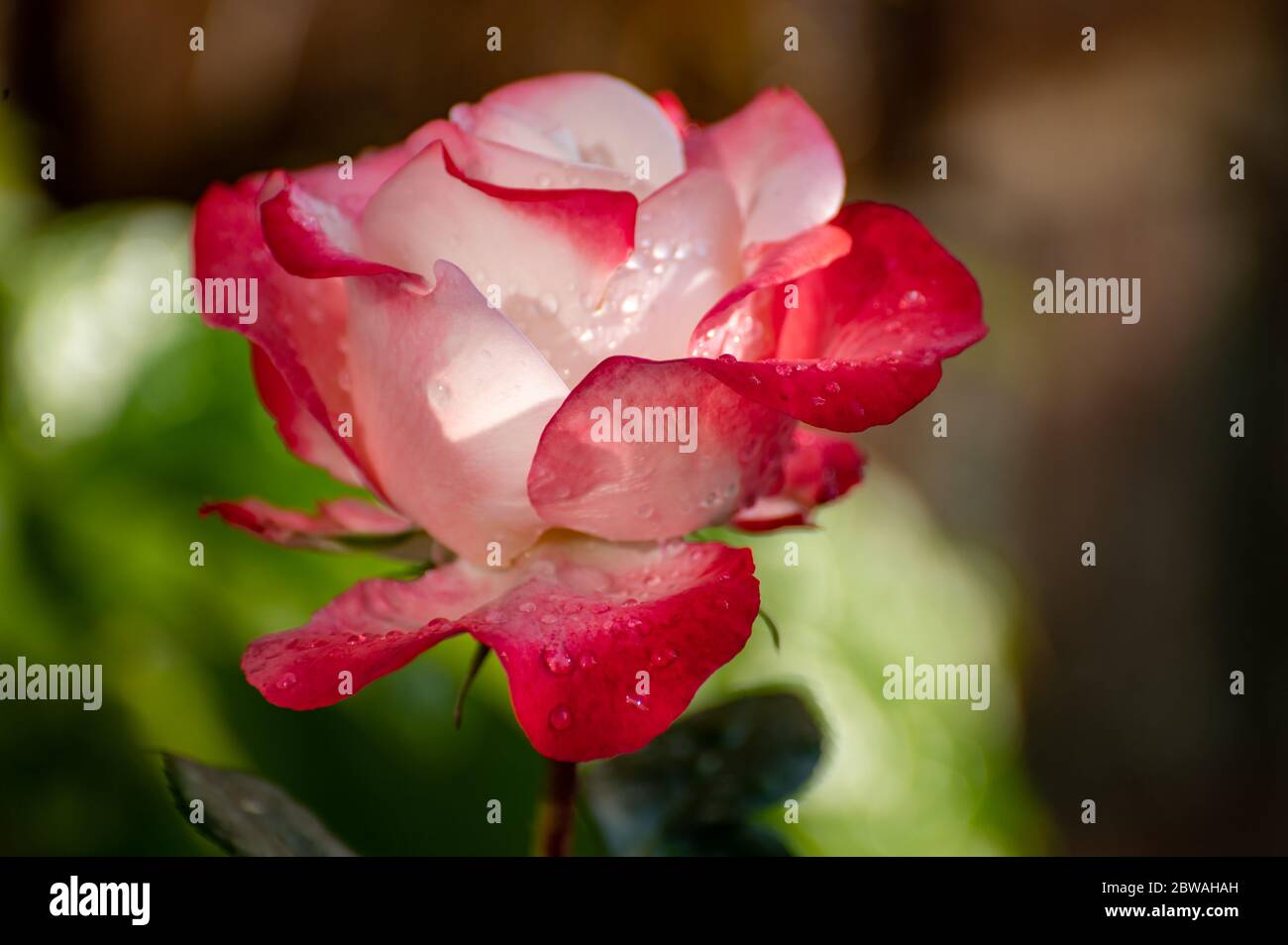 Rose et blanc grand jardin de thé hybride rose gros plan, fond romantique Banque D'Images