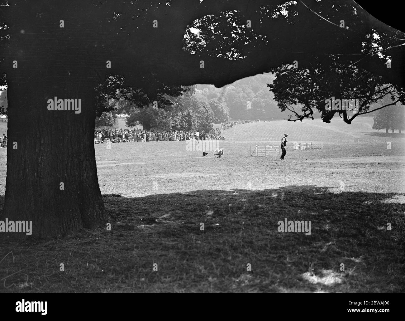 Tling montrer les essais de chiens de berger en cours 1934 Banque D'Images