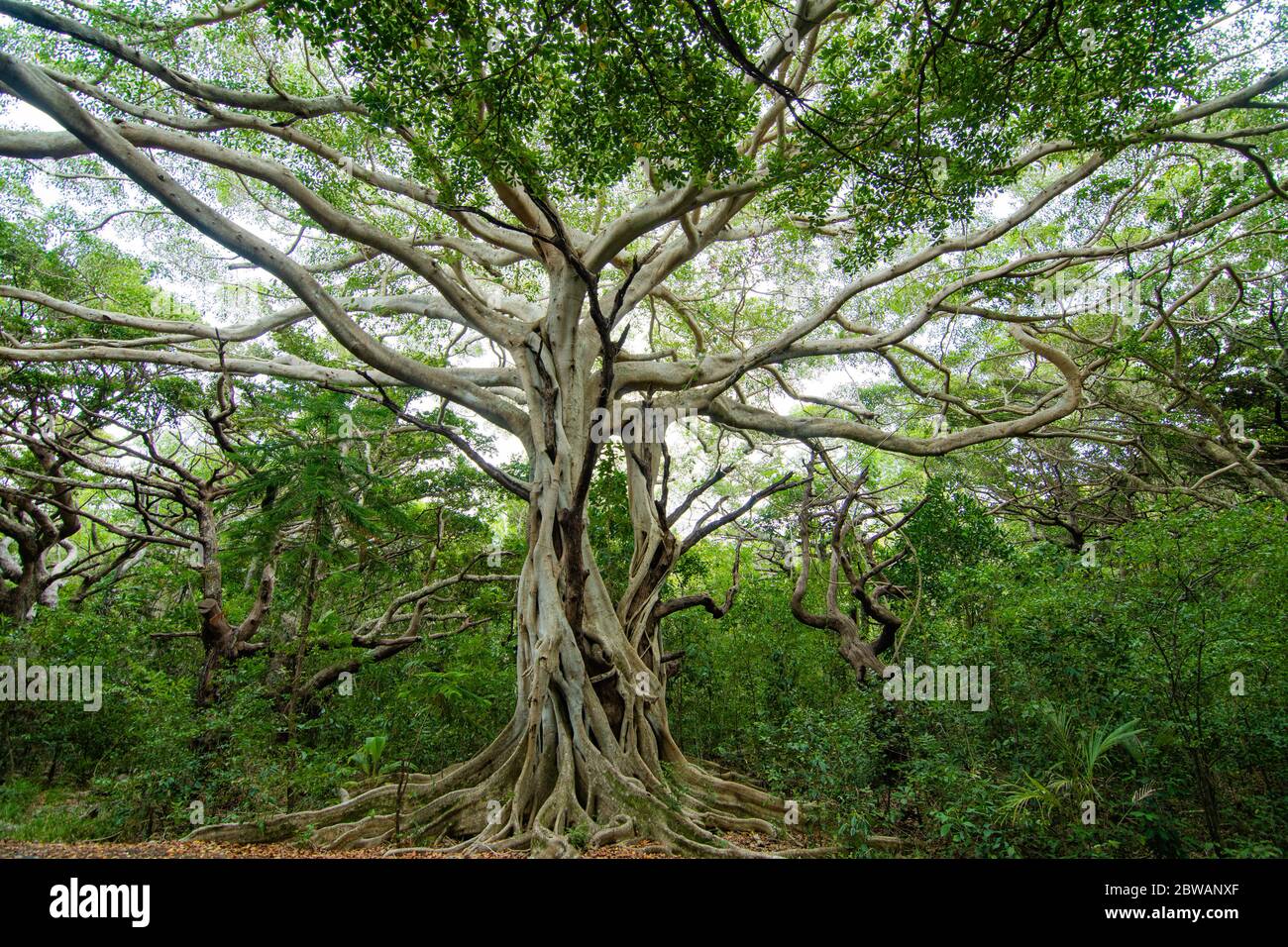 Deux arbres entrelacés Nouméa, Nouvelle-Calédonie Banque D'Images