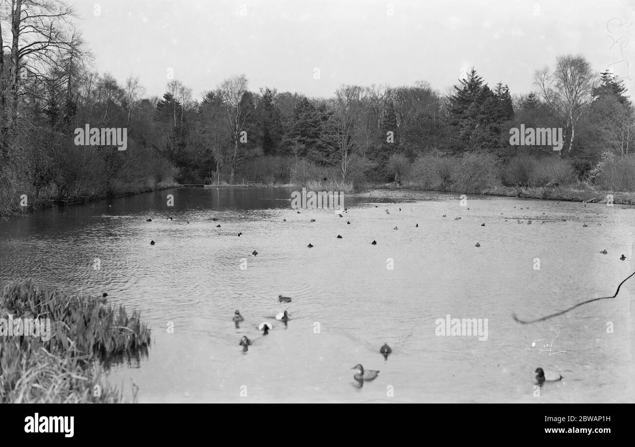 Colonie d'oiseaux de Lord Grey à Fallodon . 2 paires de canards en toile en premier plan . Banque D'Images