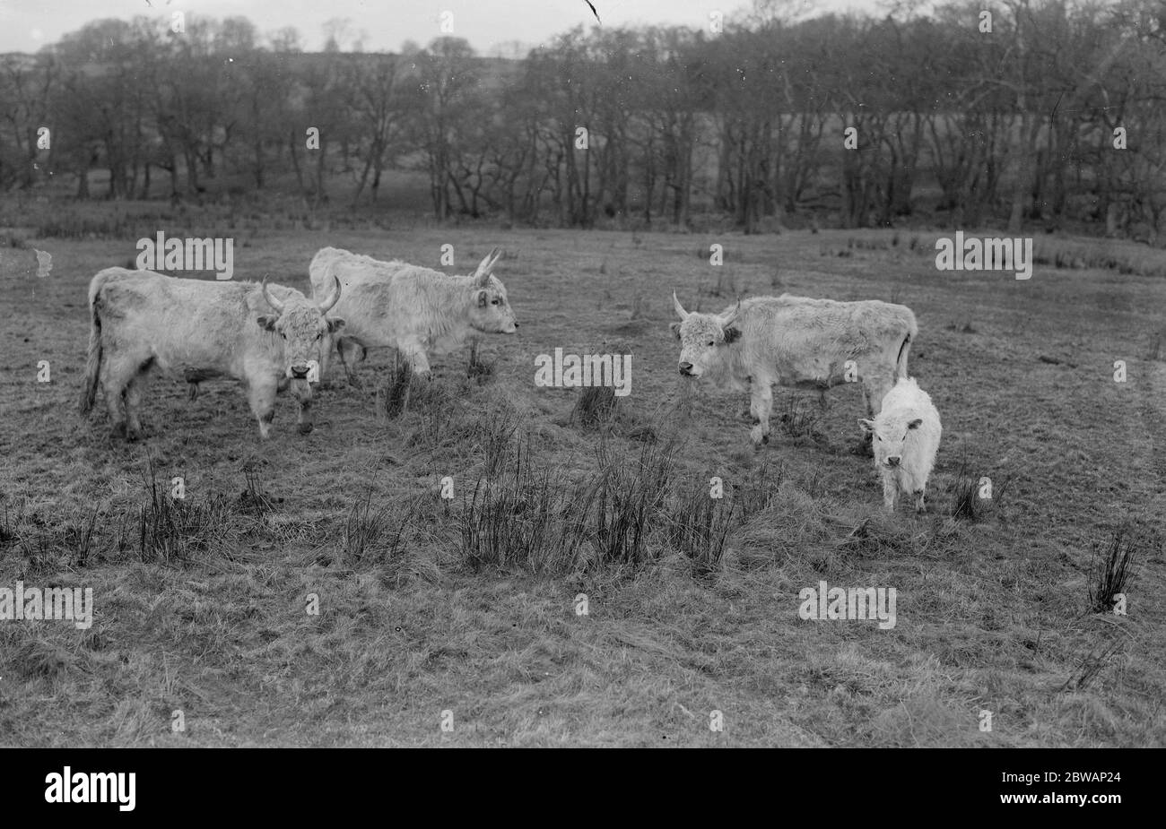 Chilingham Cattle race de bétail qui vit au château de Chilingham, dans le Northumberland, en Angleterre. Cette race rare est constituée d'environ 90 animaux à Chilingham, qui habitent un très grand parc qui existe depuis le Moyen-âge. Le troupeau est resté remarquablement isolé génétiquement pendant des centaines d'années, survivant malgré la dépression de consanguinité due à la petite population Banque D'Images