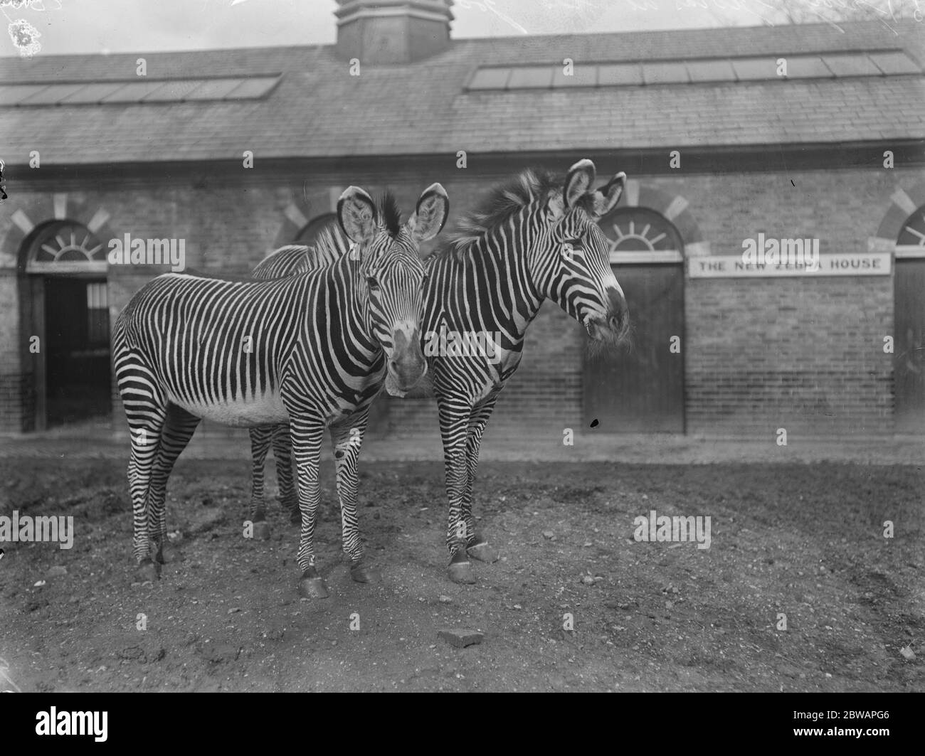 Au zoo Zebra Banque D'Images