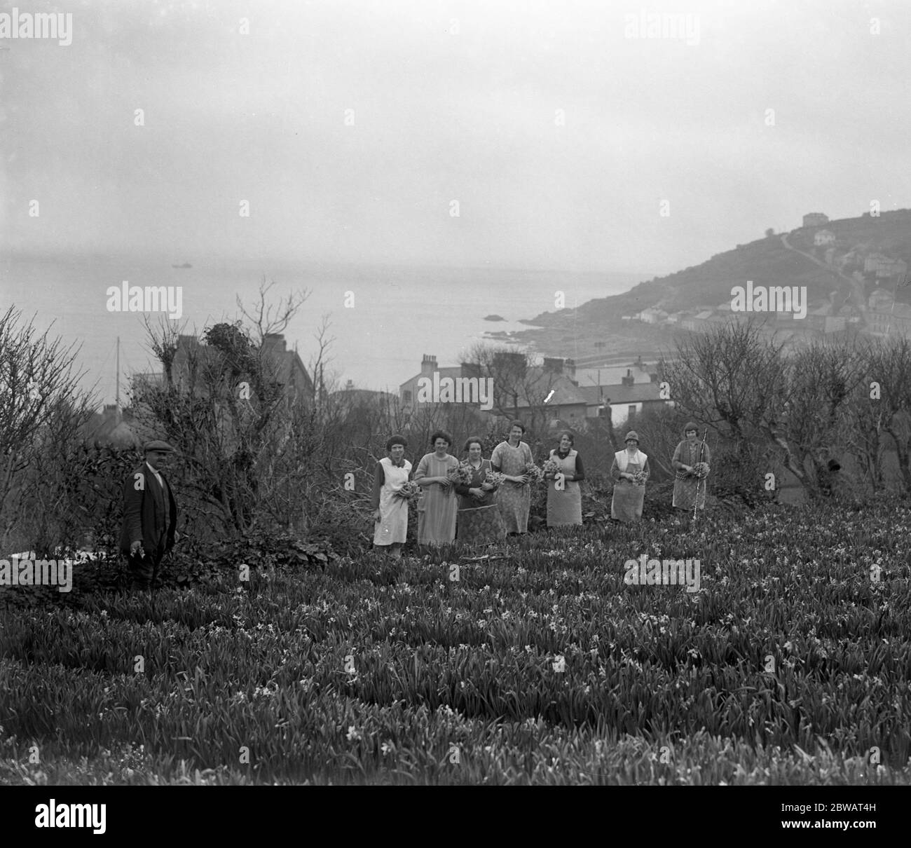 Femmes dans les champs de fleurs , coupant les fleurs ( narcissi et jonquilles ) pour la récolte de fleurs printanières à Mousehole , Cornwall . 1929 Banque D'Images