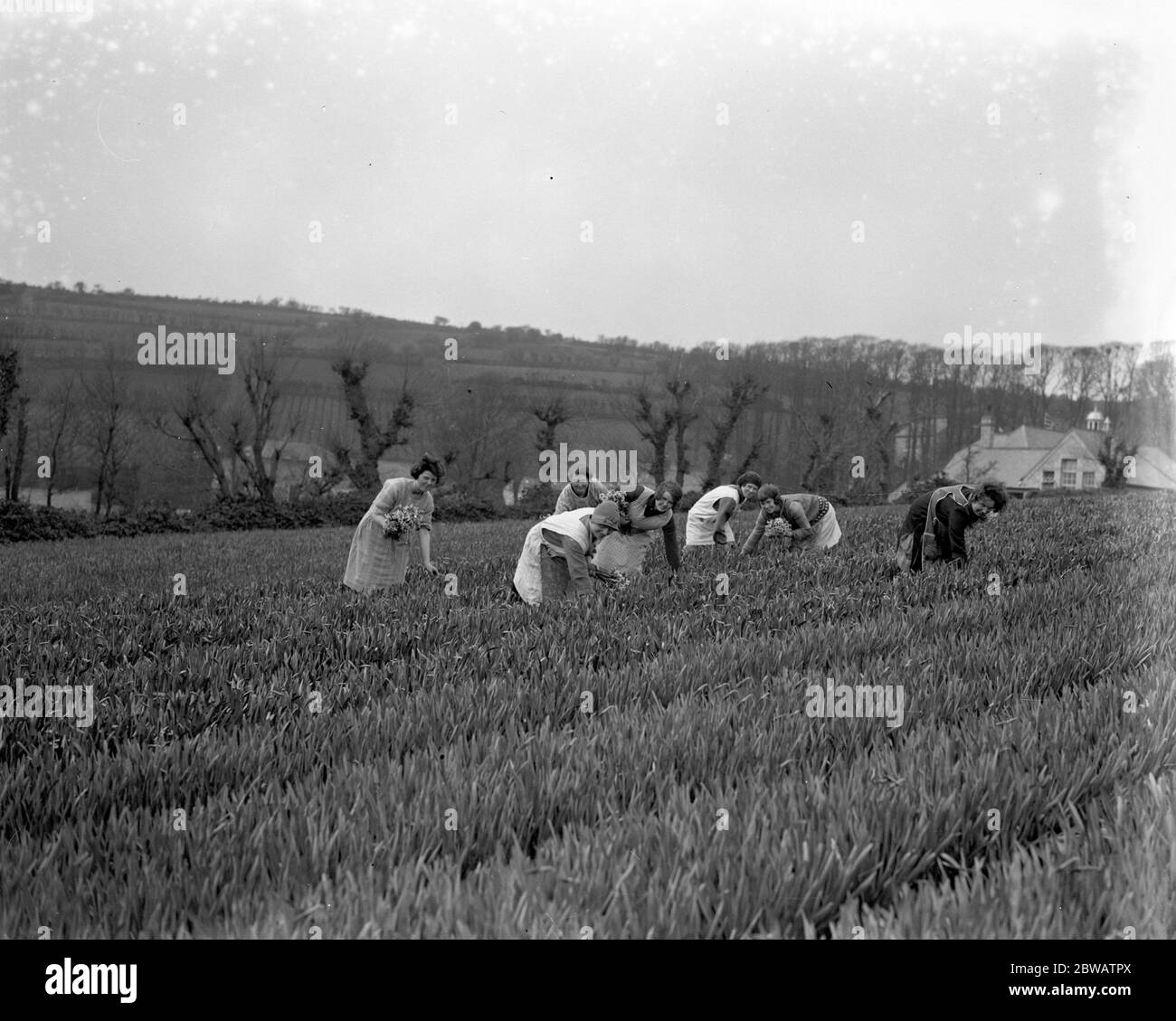Femmes dans les champs de fleurs cueillant la récolte de fleurs printanière ( narcissi et jonquilles ) à Mousehole , Cornouailles . 1929 Banque D'Images
