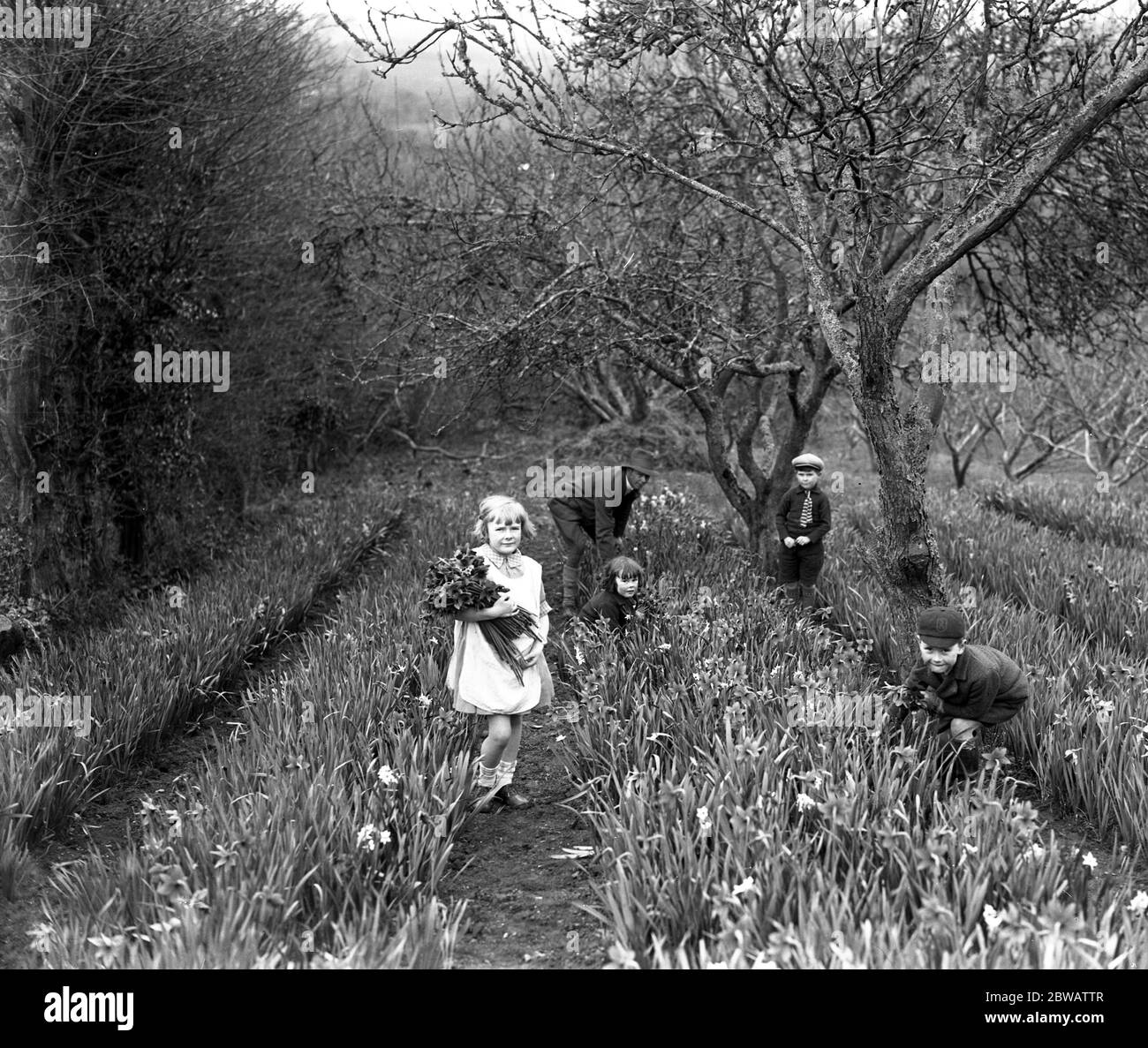 Enfants travaillant dans les champs de fleurs pendant la récolte de fleurs printanière à Trennick , Cornwall . 1929 Banque D'Images