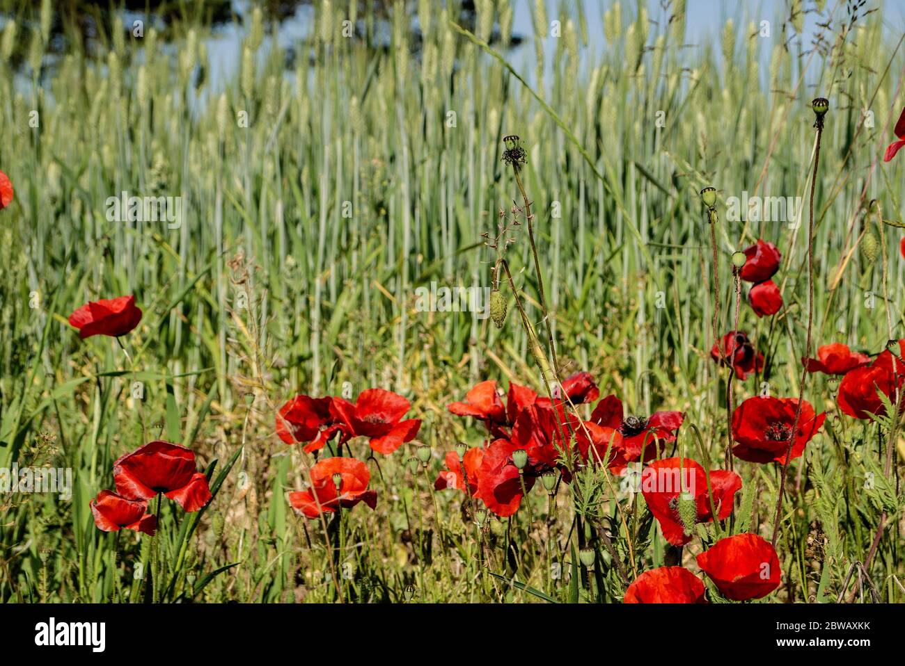 Le pavot rouge fleurit sur le fond d'un champ de blé, pas encore mûr, dans la campagne du Latium Banque D'Images
