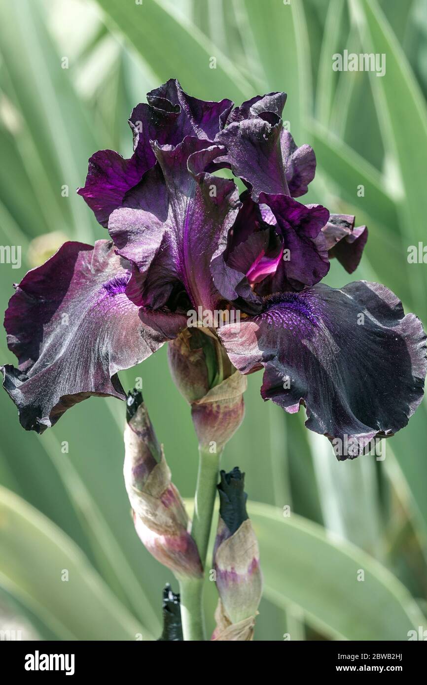 Bleu foncé violet grandes fleurs d'iris barbu 'Superstition' iris noir Banque D'Images