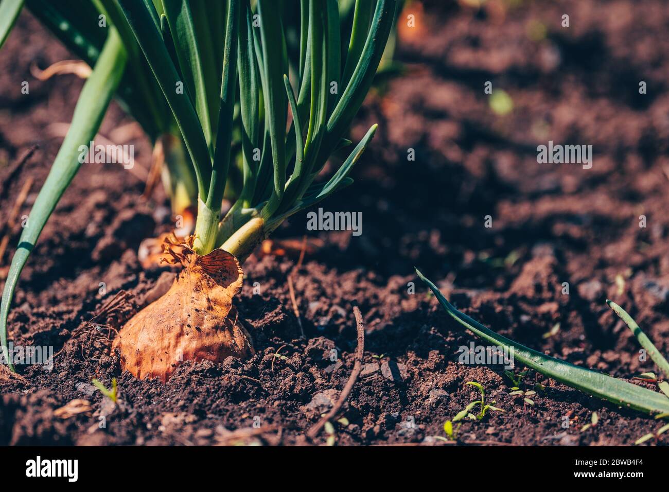 Gros plan de la culture de l'oignon dans le jardin. Oignon en fleur dans le sol. Concept d'espace pour votre texte. Banque D'Images