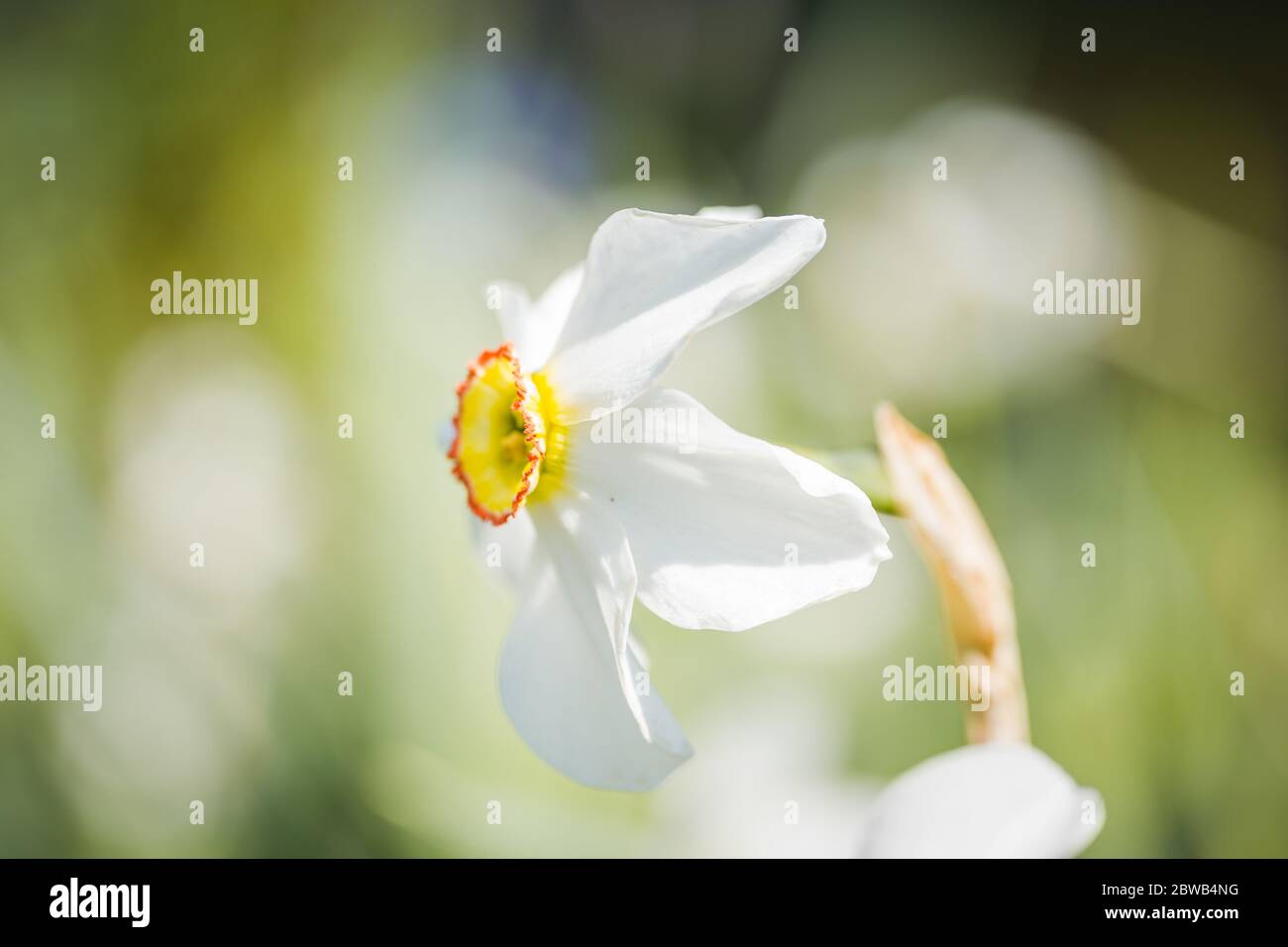 Gros plan des narcisses blanches sur fond vert flou. Belle fleur en plein air ensoleillé. Banque D'Images