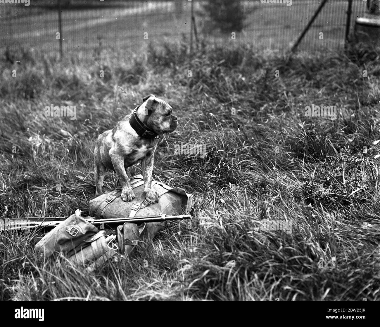 Le Brigadier-général C de Winton et le major-général Inglesfield inspectent le 10e Régiment de Londres à Hatfield House , Hertfordshire . Un chien de taureau monte la protection sur le fusil de son maître et le paquet . 1914 - 1918 Banque D'Images