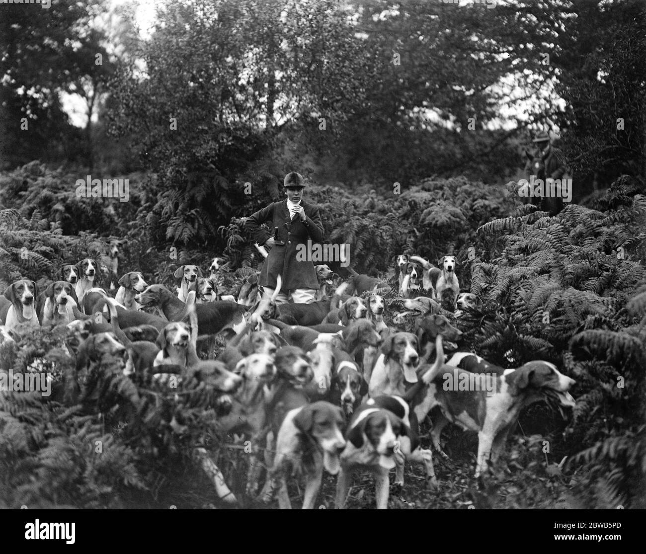 La chasse à la société avec une dame maître de Foxhounds . Mlle Amy Fairhurst avec le pack . 5 septembre 1922 Banque D'Images