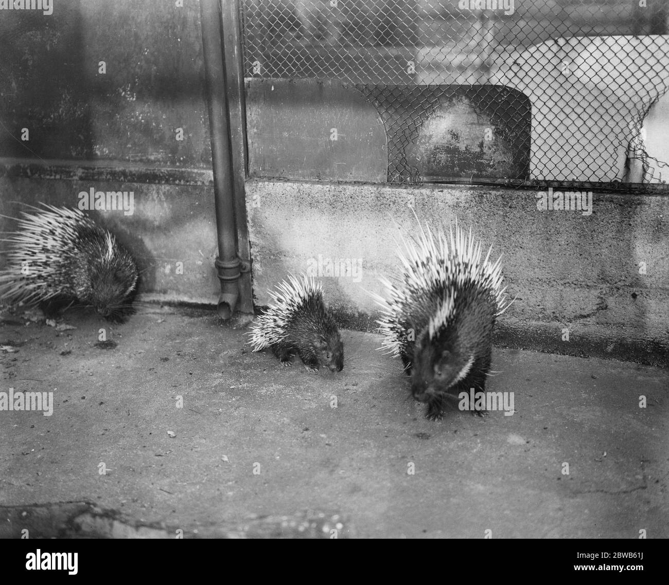 Un autre bébé Zoo . Jeune porc-épic du nom du prince de Galles . Edward , un bébé porcupine suivant les pas de mère au zoo . C'est la progéniture des porcupines qui ont été le don du Prince de Galles et de ford cette raison le bébé a été des noms Edward . 4 octobre 1923 Banque D'Images