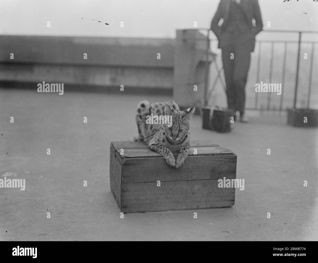 Le chat Toutankhamen arrive à Londres . La mascotte de la tribu scoute de Watu Wa MITI fait un voyage de 10 , 000 miles . M. St Barbe Baker prend le chat pour une diffusion à Londres . 21 mars 1923 Banque D'Images