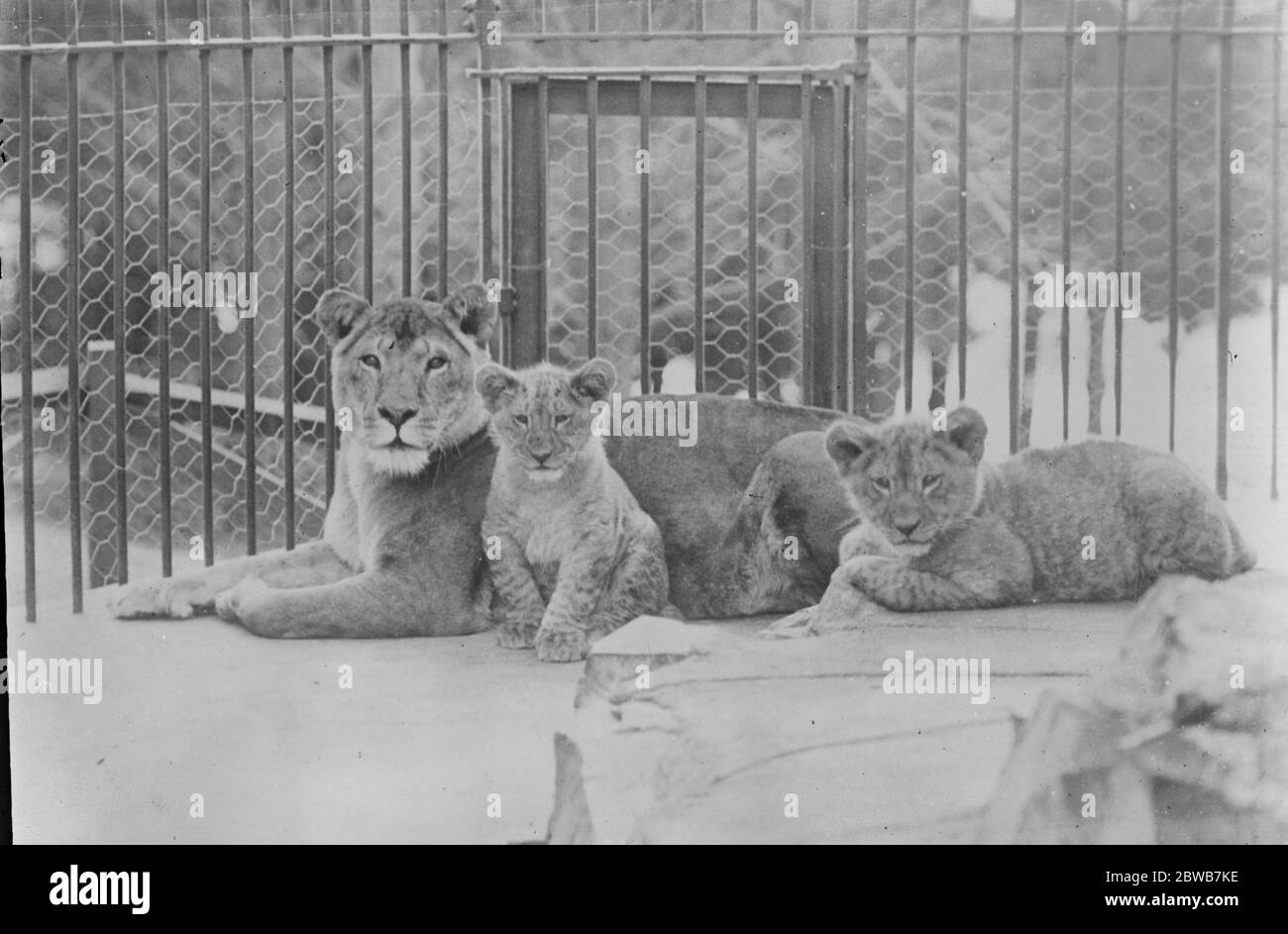 Nouveau-Zélande zoo lion petits . Une étude des oursons de lion de Nouvelle-Zélande dans le zoo municipal , Wellington , Nouvelle-Zélande . 21 novembre 1922 Banque D'Images