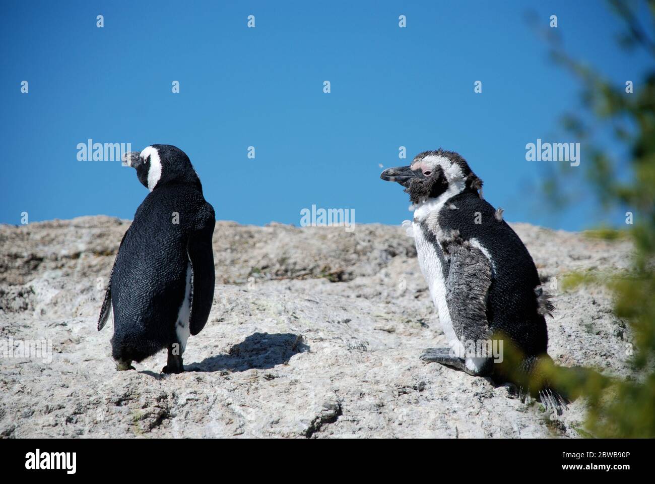 Deux manchots africains (Spheniscus demersus) perchés sur une falaise dans la baie de Boulders, en Afrique du Sud. Un pingouin est muant (mue). Banque D'Images
