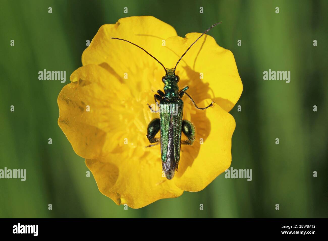 Beetle à pattes épaisses Oedemera nobilis (mâle) sur Buttercup Banque D'Images