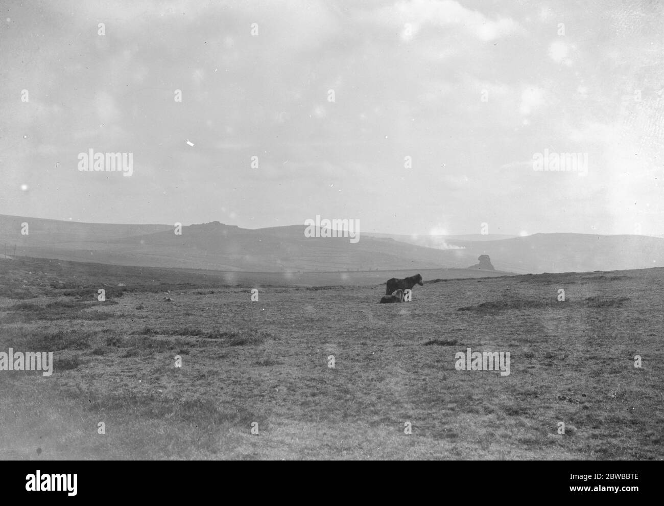 Dartmoor avec poneys , Devon 1926 Banque D'Images