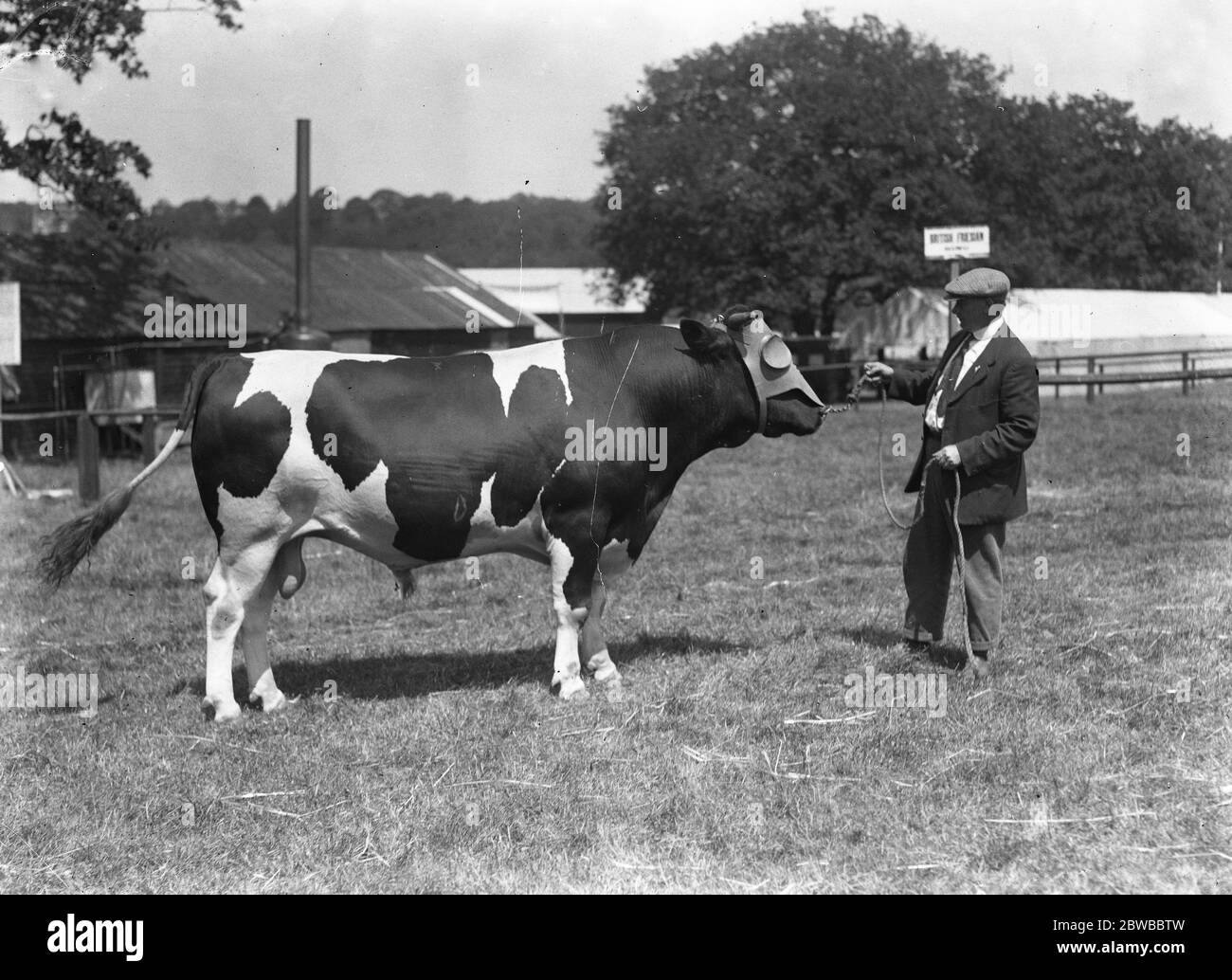 Tunbridge Wells et les comtés du Sud-est Show M. Wimabriag ''s prize Winning British Friesian Bull ' Kemsing Sultan ' 1934 Banque D'Images