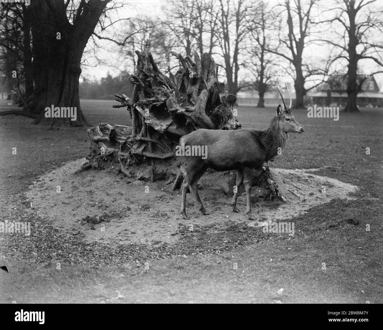 Bushey Park , Royaume-Uni . Un cerf arpente la scène merveilleuse à la suite du gale , la paix après la tempête . 12 janvier 1920 Banque D'Images