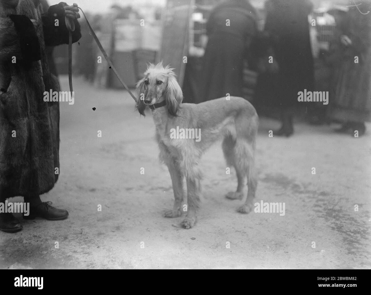 Une célébrité unique mais triste à un grand spectacle de chiens. Le chien courant afghan solitaire et sordide pleure son manque de pedigree . Ce chien afghan a été amené en Angleterre par le major J Bell Murray . Il n'y avait pas d'autre animal de sa race dans le spectacle et c'était le seul participant sans pedigree . Le chien afghan au spectacle de chiens Cruft . Il est aussi élevé qu'un greyhound . 8 février 1922 Banque D'Images