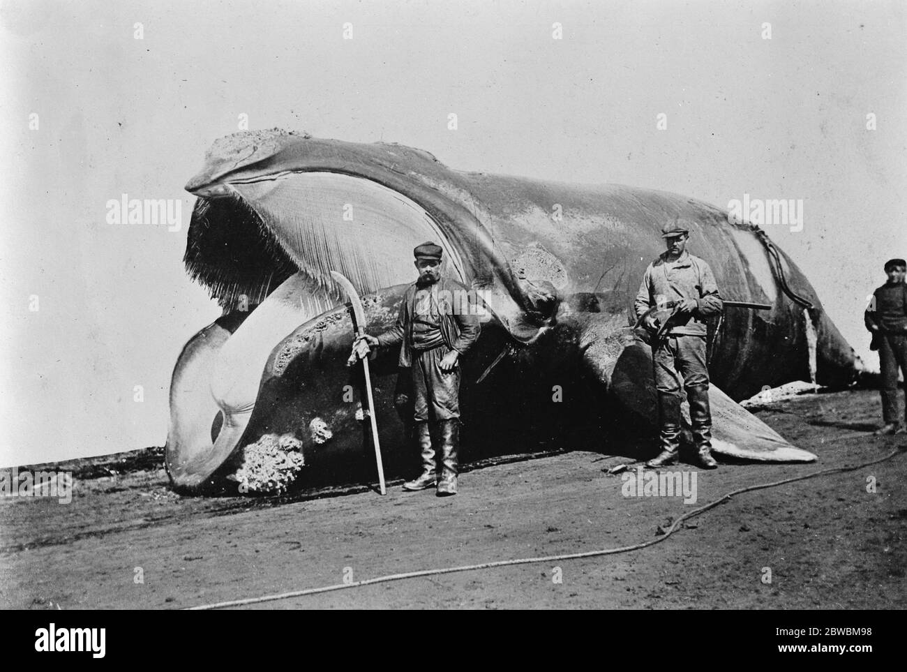 Une baleine a amené à terre en Géorgie du Sud . La grande île près de la région Antarctique où les Norvégiens ont une importante station de baleines. 30 mars 1920 Banque D'Images