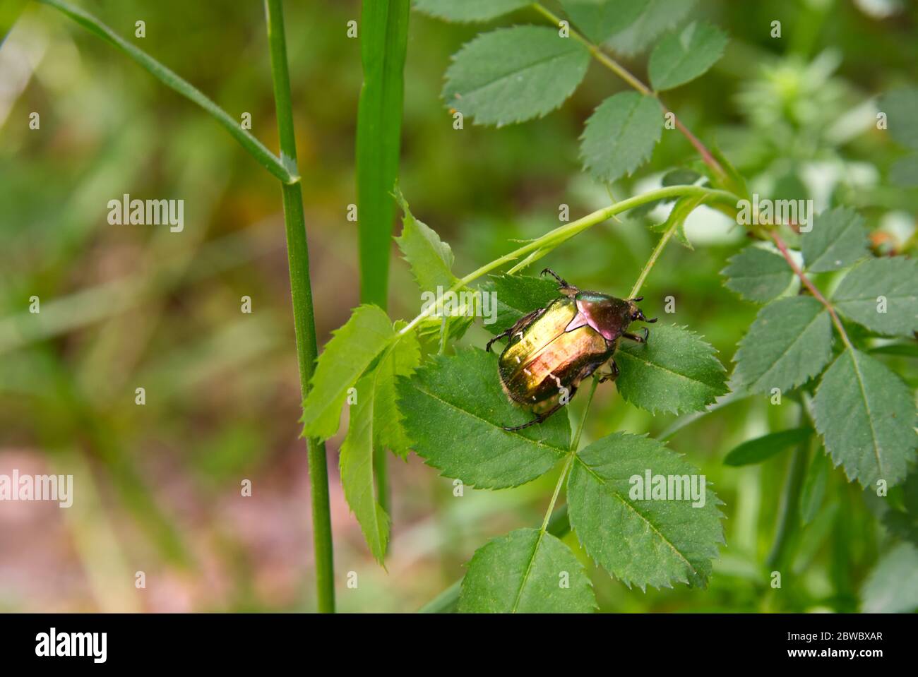 Peut coléoptère coloré assis sur des feuilles vertes, insecte de printemps Banque D'Images