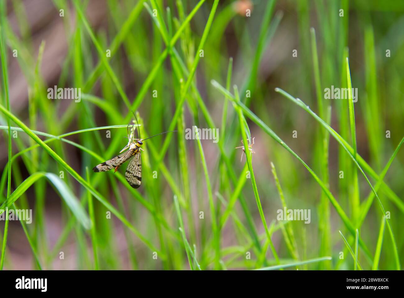 Moustique multicolore, insectes de printemps sur fond d'herbe verte Banque D'Images