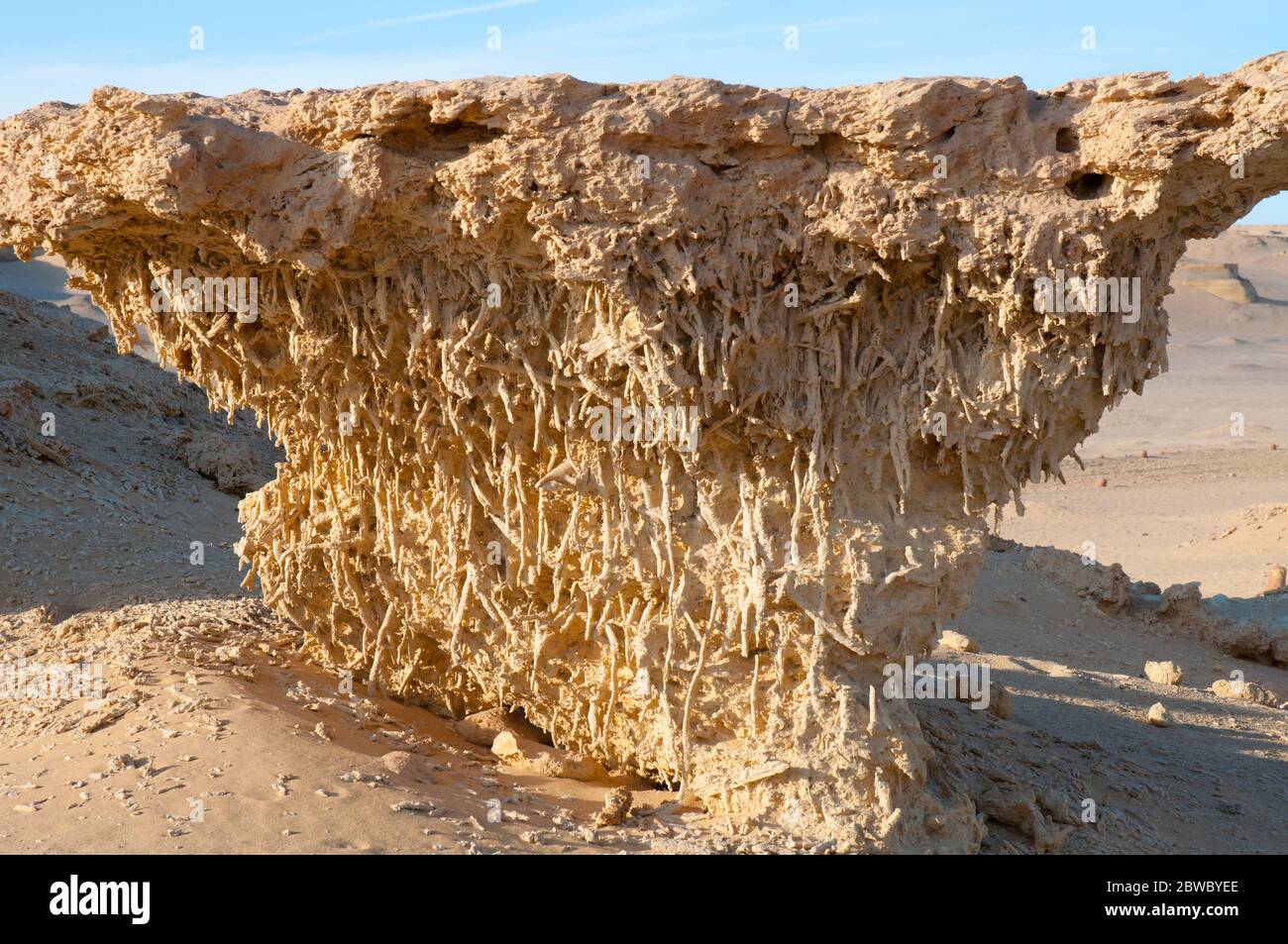 Des racines de mangrove fossilisées exposées à Wadi El Hitan, dans la vallée des fossiles, dans le désert occidental de l'Égypte Banque D'Images