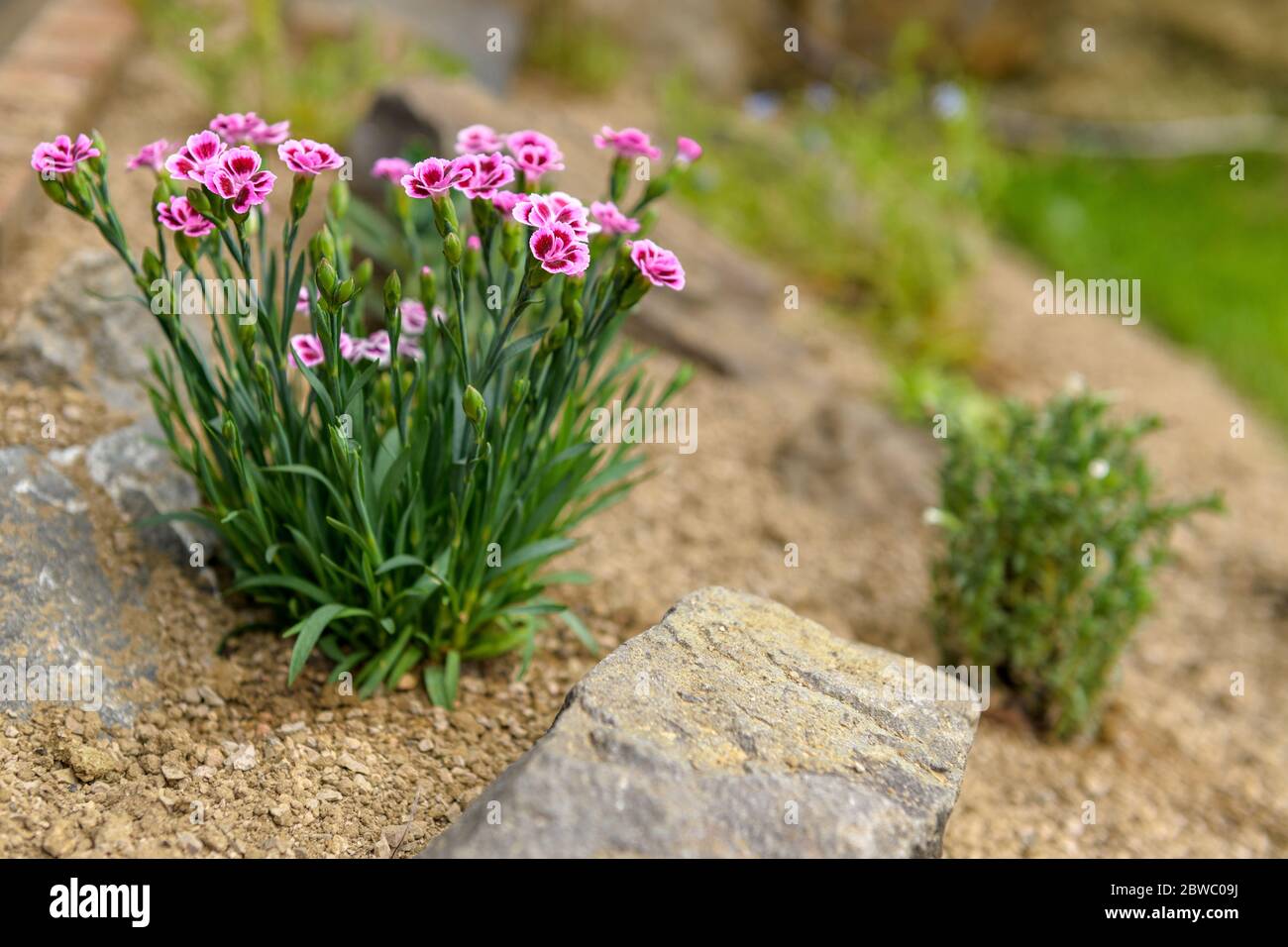 Fleur alpine de dianthus rose plantée dans un jardin de rocarie. Roche de l'usine de jardin de près. Banque D'Images
