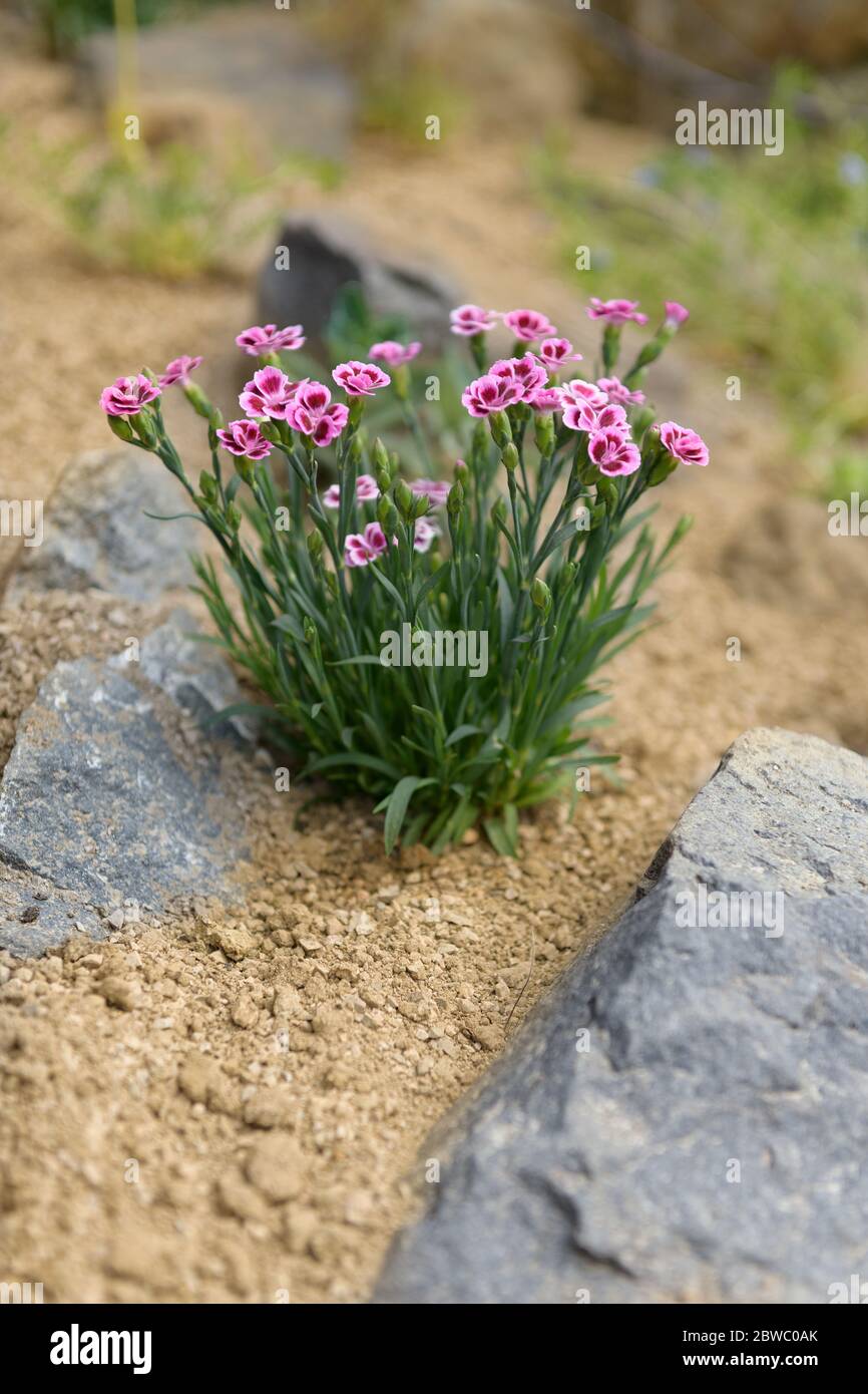 Fleur alpine de dianthus rose plantée dans un jardin de rocarie. Roche de l'usine de jardin de près. Banque D'Images