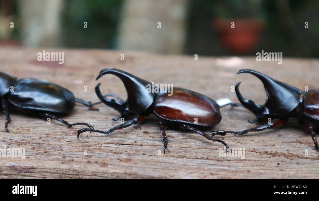 Coléoptères rouges, coléoptères noirs grimpant sur des arbres un insecte d'un ordre qui se distingue par les fourrages typiquement modifiés en cas d'aile dure (elytra) qui co Banque D'Images