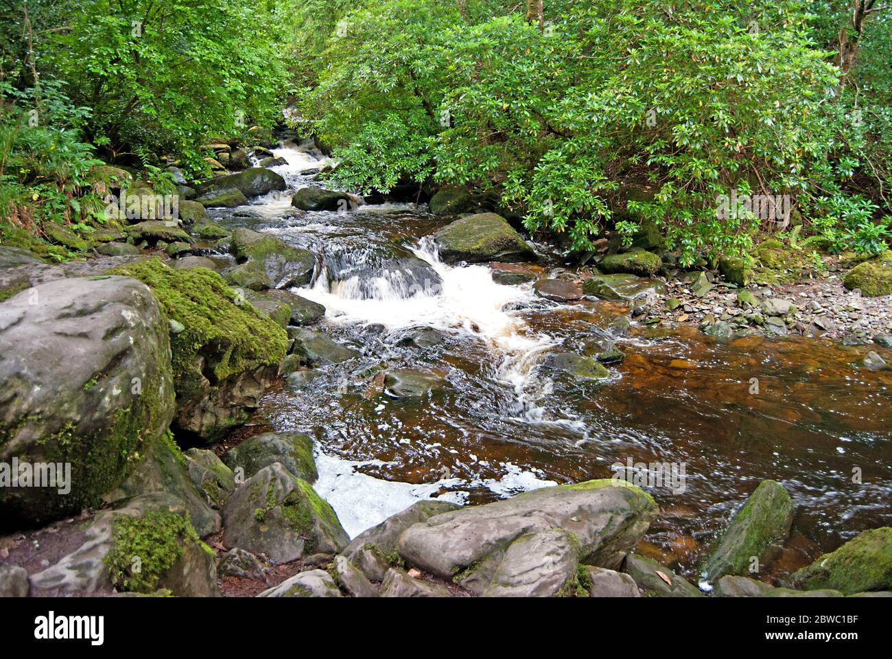 Ruisseau au parc national de Killarney, Irlande Banque D'Images
