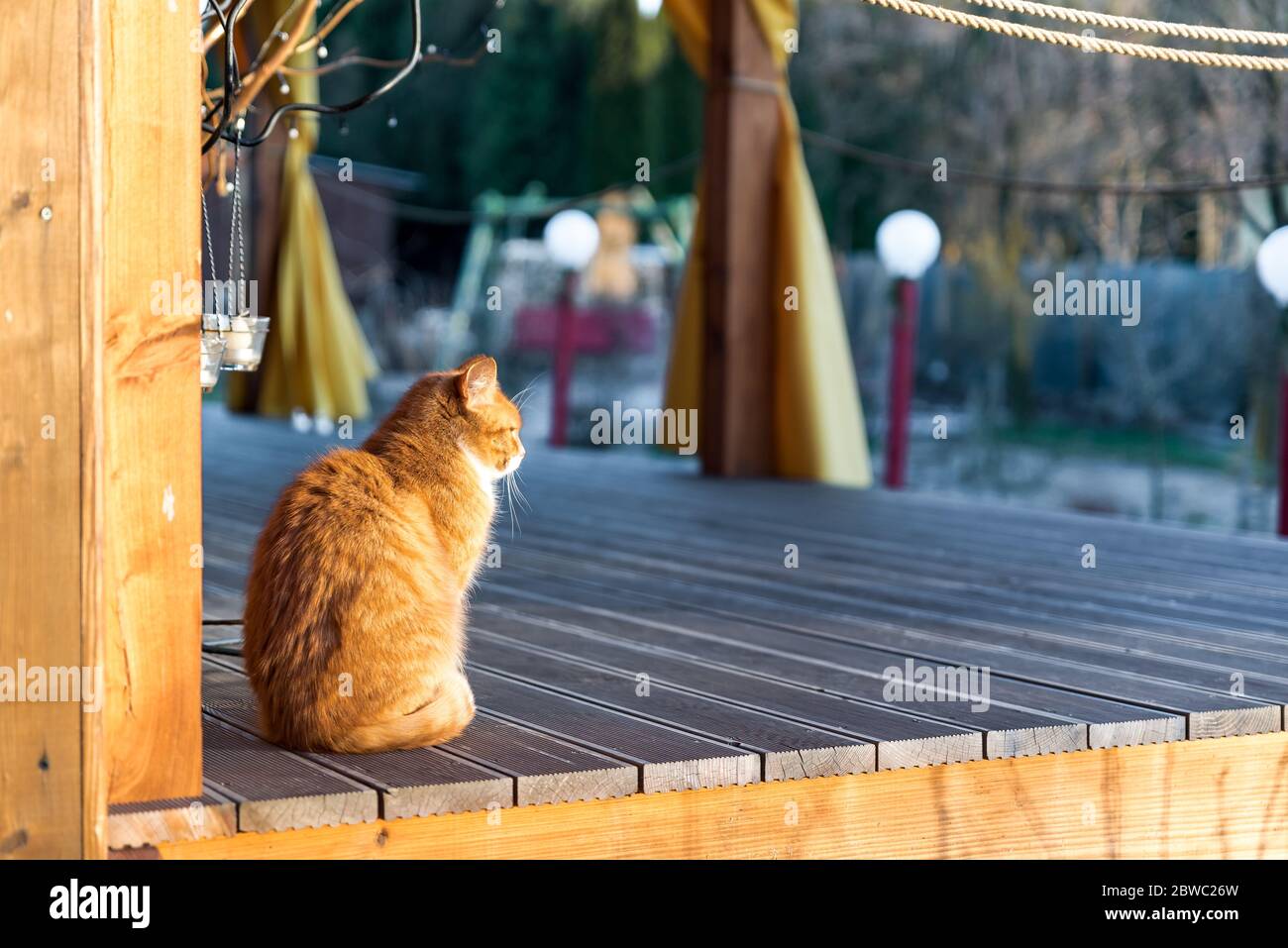 Chat de gingembre en fourrure assis et se détendre sur une terrasse en bois tôt le matin, en regardant le jardin vide Banque D'Images