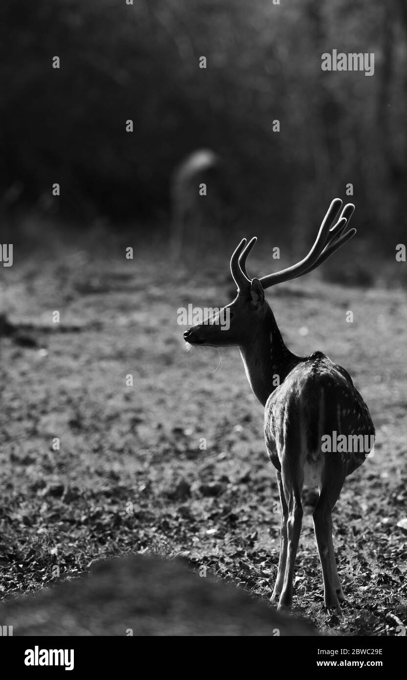 Habitat naturel de la forêt de cerfs tachetés Kabini, rien ne peut compromettre cela.. Une profonde expérience des bois. Une photo de silhouette Banque D'Images