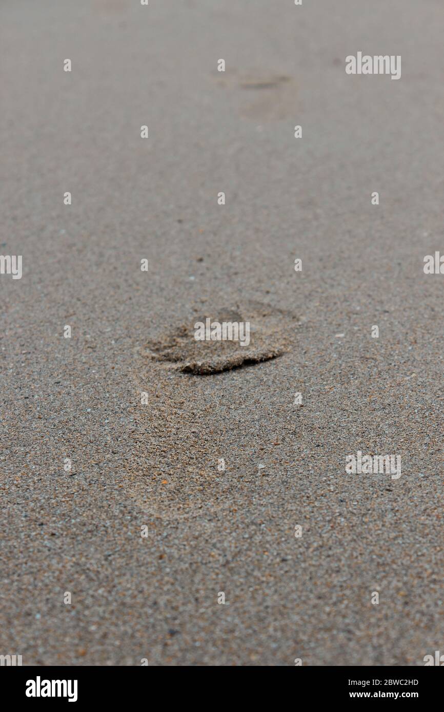 empreintes de pas dans le sable qui s'éloigne Banque D'Images