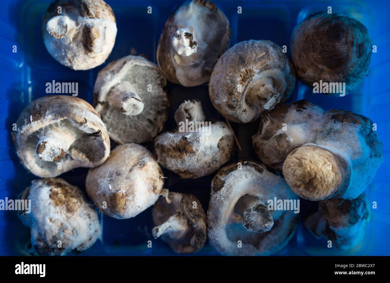 Nourriture Moisie Banque D Image Et Photos Alamy