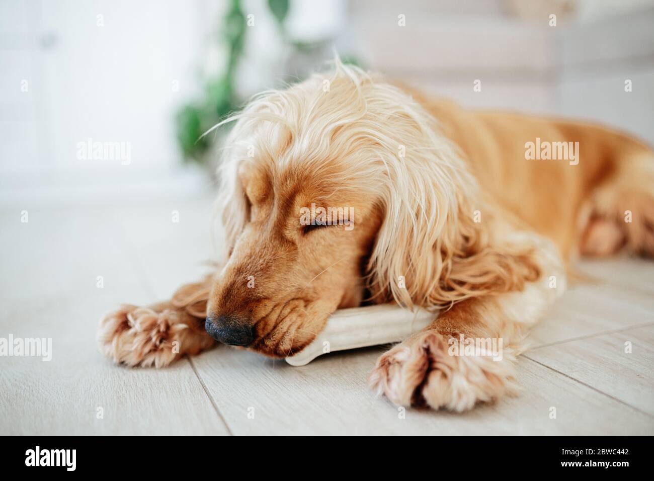 un jeune chien d'épagneul cocker anglais grignote un os sur un sol à la maison. OS à mâcher fourrés de canard, nourriture complémentaire pour animaux de compagnie pour chiens (en-cas) Banque D'Images