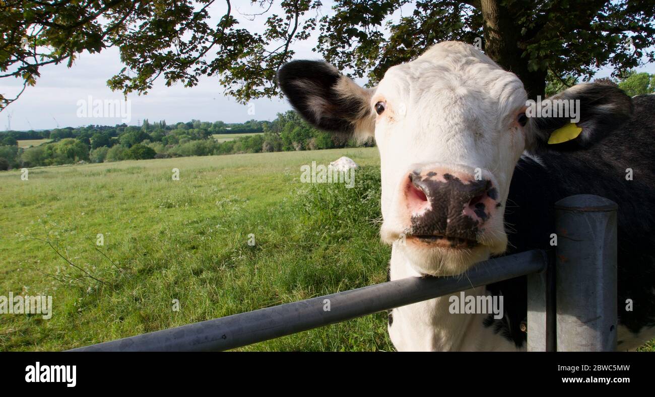 Vache debout dans le champ avec la tête reposant sur une barrière en métal gris Banque D'Images