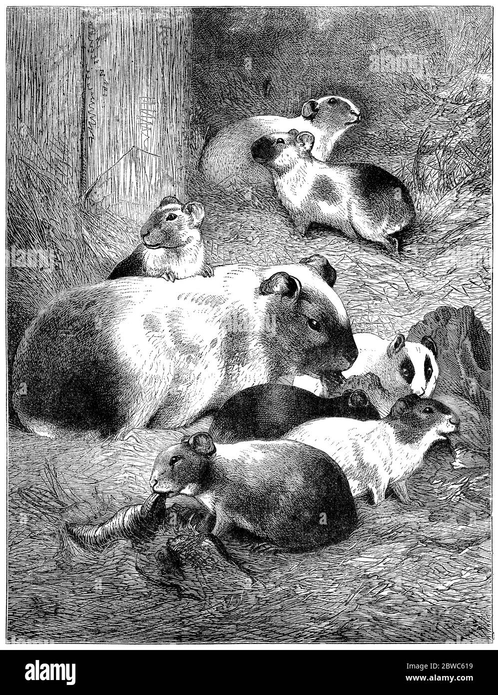 1891 gravure de cochons de Guinée (Cavia porcellus). Banque D'Images