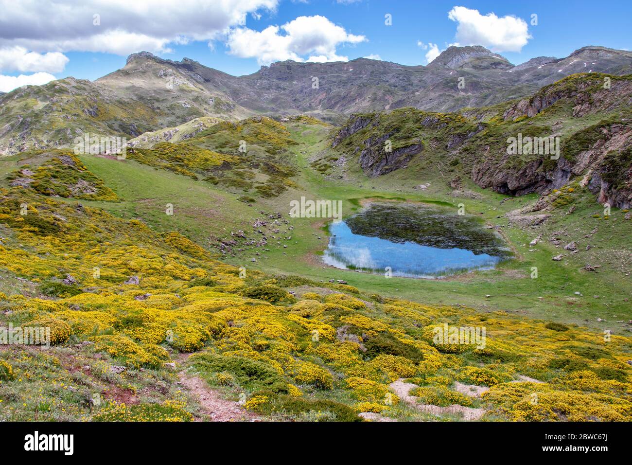 Laguna de Almagrera ou la Mina petit lac dans le parc national de Somiedo, Espagne, Asturies. Lacs glaciaires de Saliencia. Genista occidentalis fleurs jaunes Banque D'Images