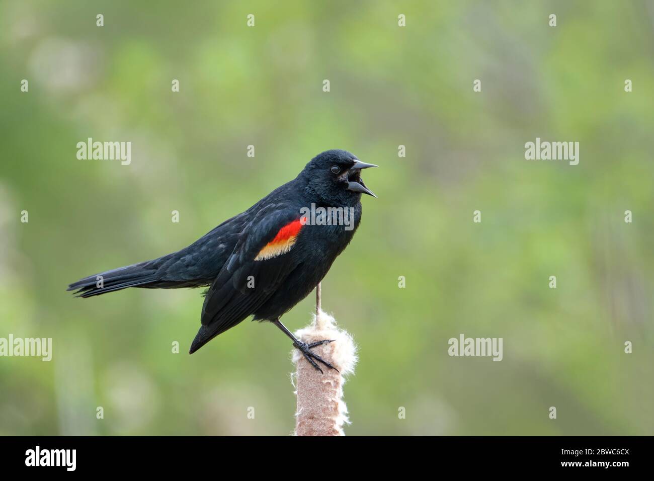 Le blackbird à aigle rouge mâle photographié dans son habitat naturel perché sur un chat. Banque D'Images