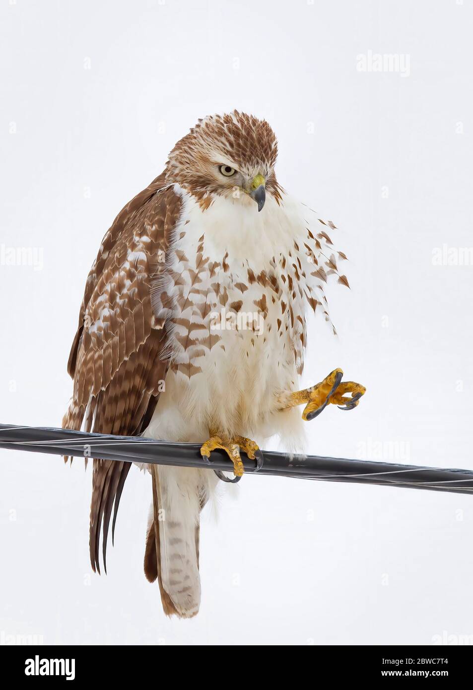Le faucon à queue rouge (Buteo jamaicensis) isolé sur fond bleu perché sur un fil en hiver au Canada Banque D'Images