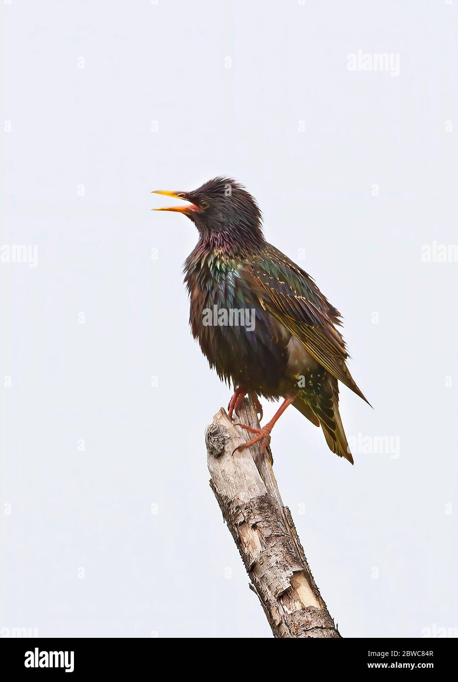 Grackle isolé sur fond blanc perché sur la branche en été Banque D'Images