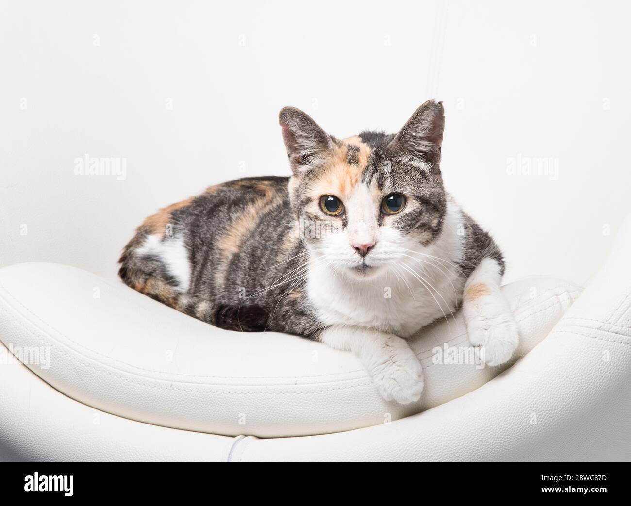 Chat Gris A Rayures Banque D Image Et Photos Alamy